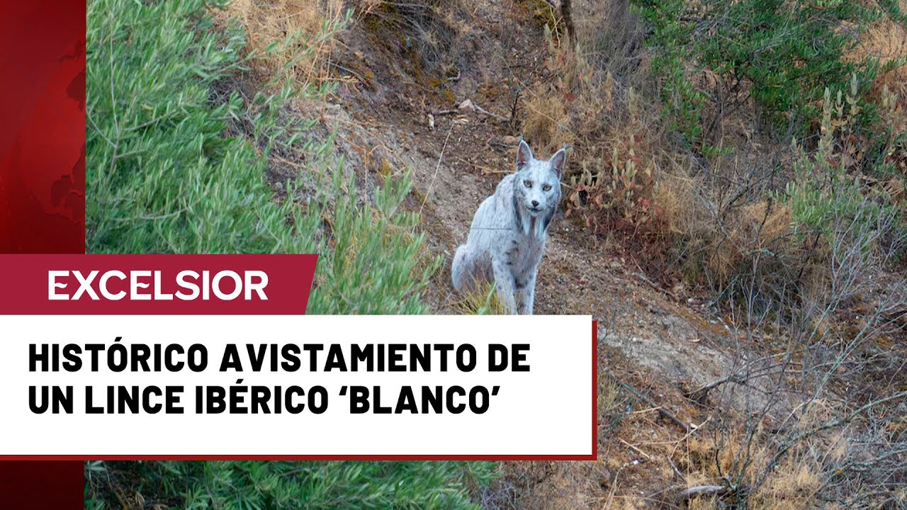 Captan en España a un lince ibérico blanco: ¿tiene algún significado?