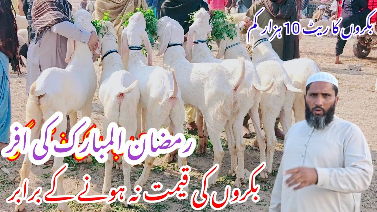 Ramzan ul Mubarak ki shandar officer se fayda uthaen Shahzaib goat farm per 15000 Bakra sasta