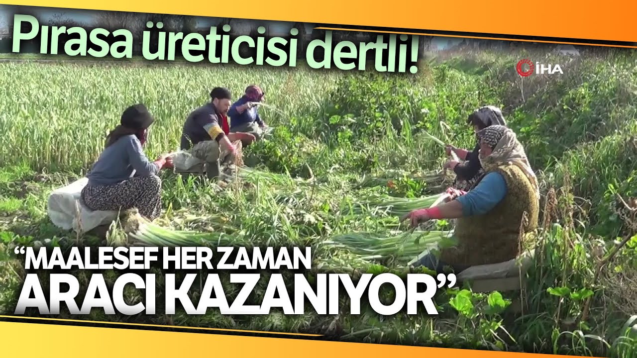 Aydın’da Pırasa Hasadı Başladı, Üreticiler de Aracılardan Dert Yandı