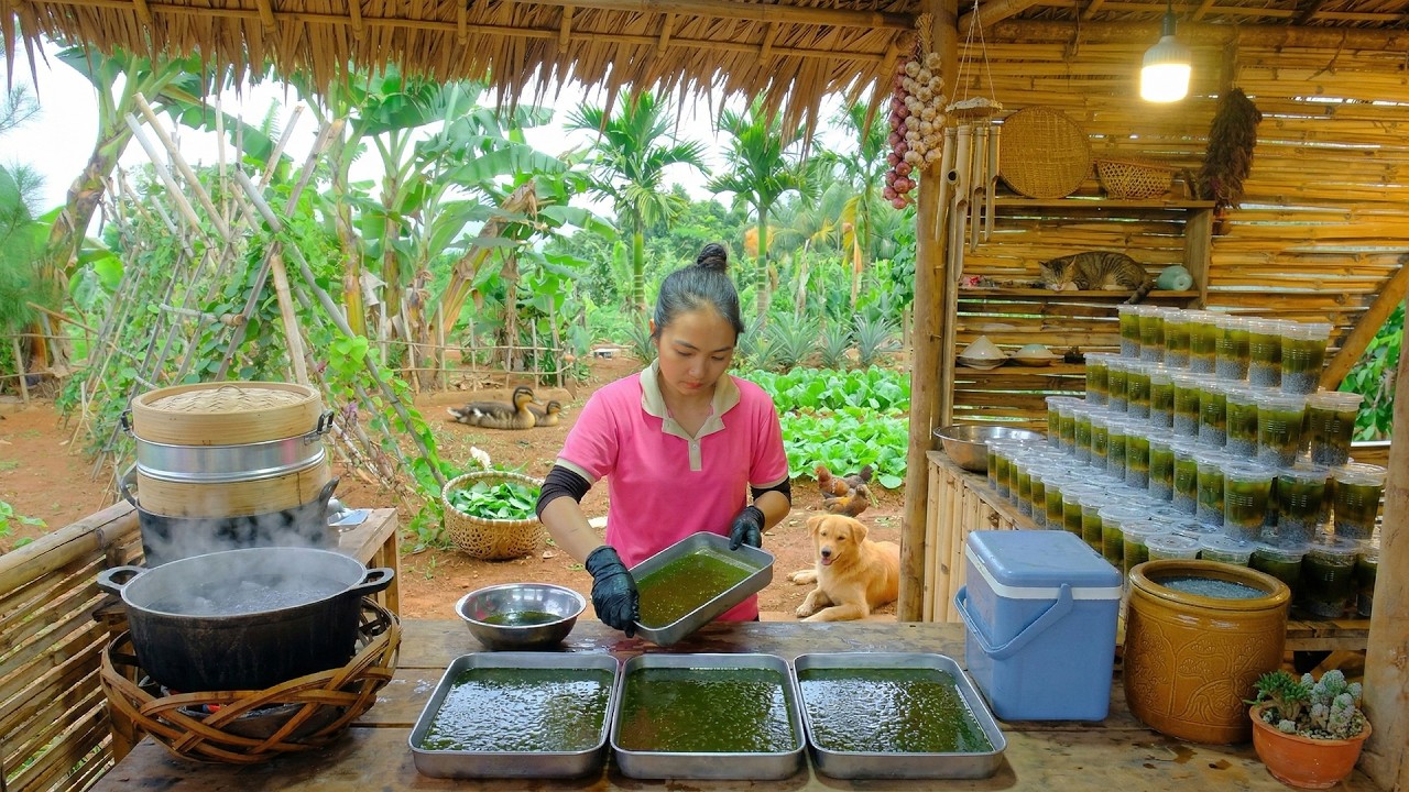 Harvest Ginseng Leaves To Make Jelly And Sell At The Market &ndash; Peaceful Life In The Countryside