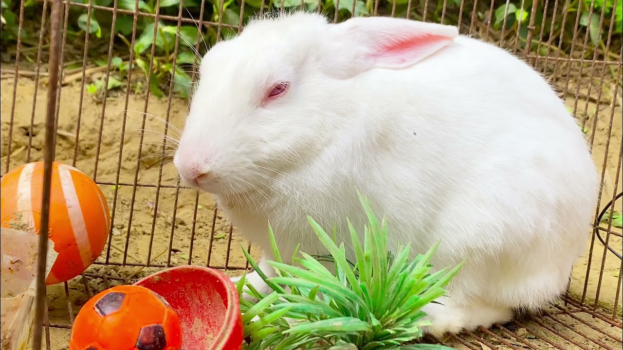 Beautiful Animal Sounds (Rabbit) | Rabbit Sounds Effects #rabbit#73#rabbit