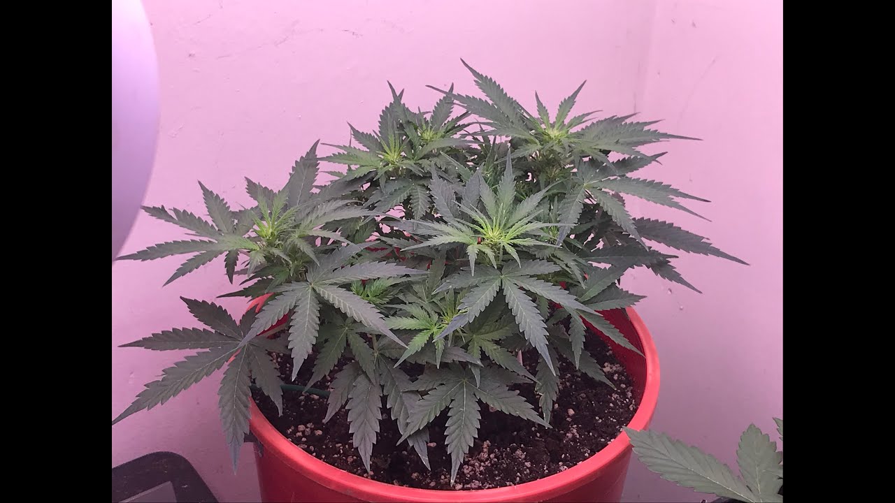 Day 28 to 35  Auto Flower White Widow Crop King Seeds