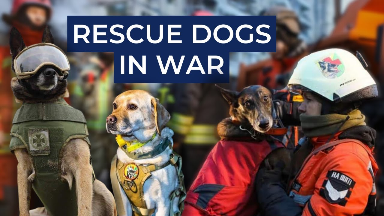 How search-and-rescue dogs help Ukrainian forces during the war. Ukraine in Flames #343