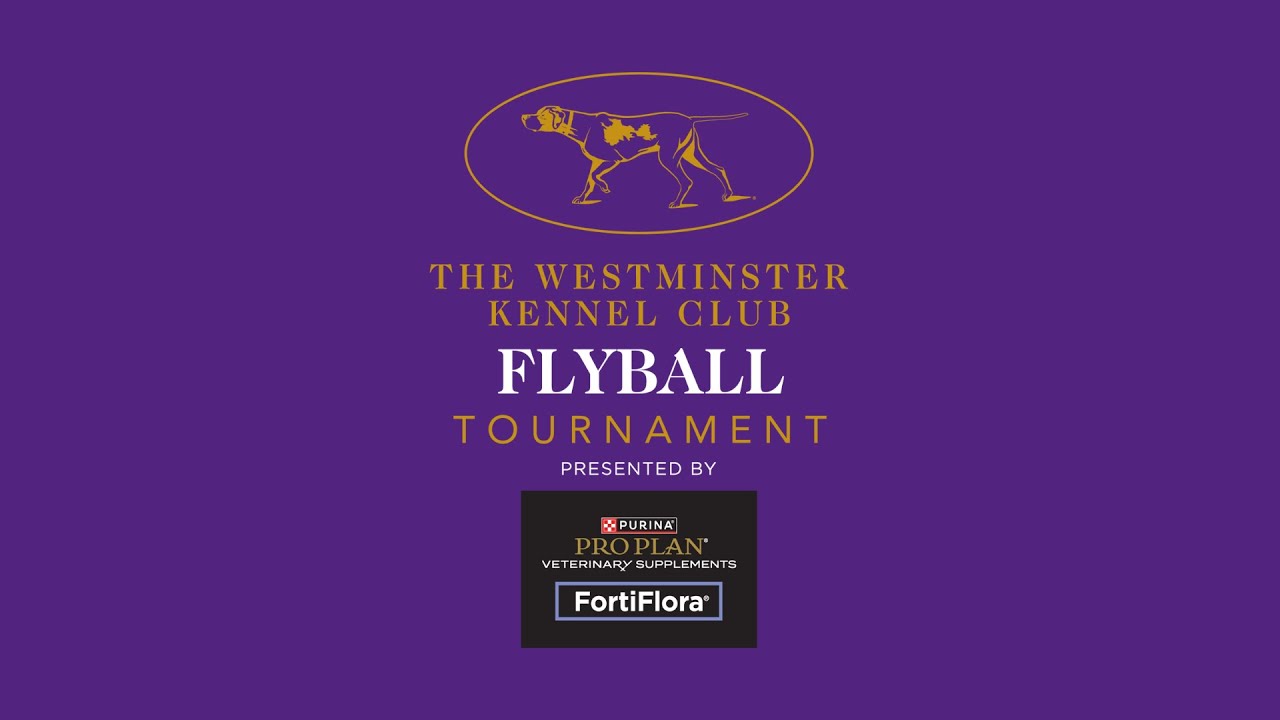 Flyball Tournament | 150th Westminster Kennel Club Dog Show