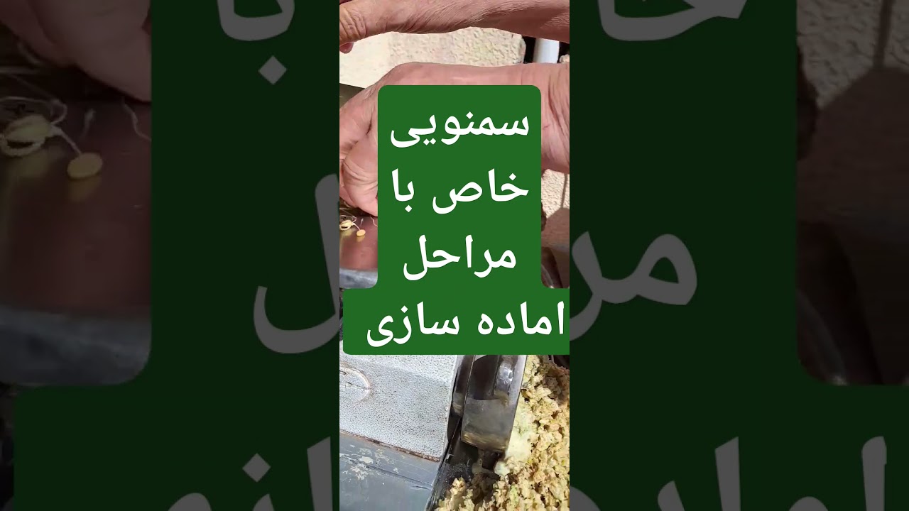 برای سمنوی مسی👇👇 گندم 🌾و ریشه🌿 های سالم و بدون کپک و چرخ کرد #سمنو #گندم #مسی #دیگ_مسی