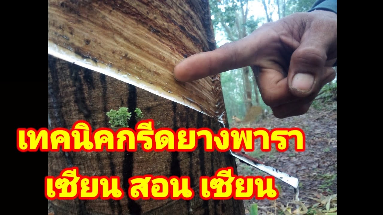 #บอกเทคนิคกรีดยางพารา#เขาว่าเซียนสอนเซียนเป็นยังไงในเนื้อคลิปกรีดแบบไหนกันน้อมาชมกันครับ#มือไหม่