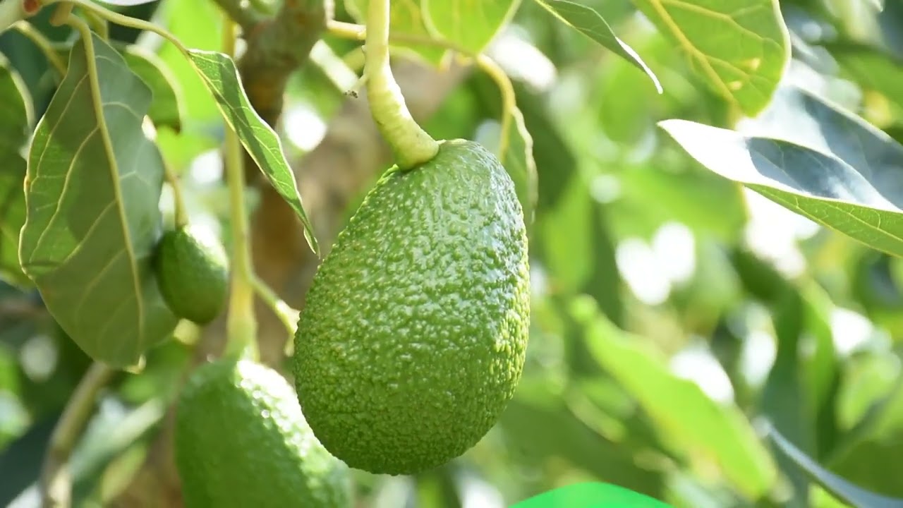 Zonas &oacute;ptimas  para el cultivo de  aguacate Hass #SomosUNAL