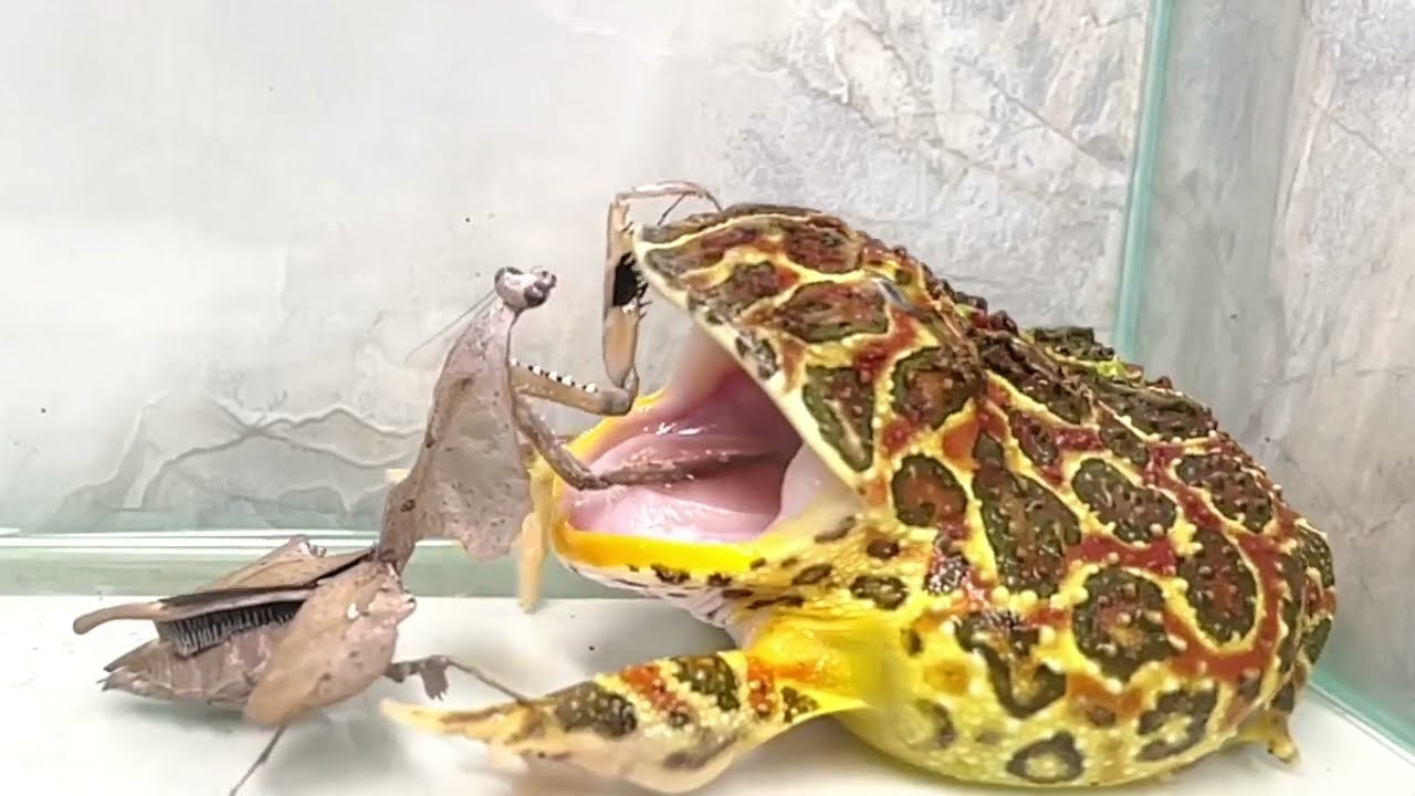 WARNING LIVE FEEDING! ! The Red Pacman frog eats dead leaf mantis?