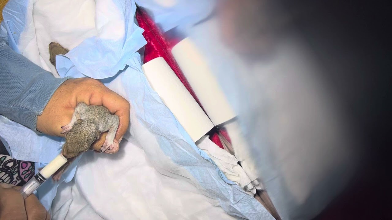 Having a squirrel time! Sweet babies Blake and Rabbit