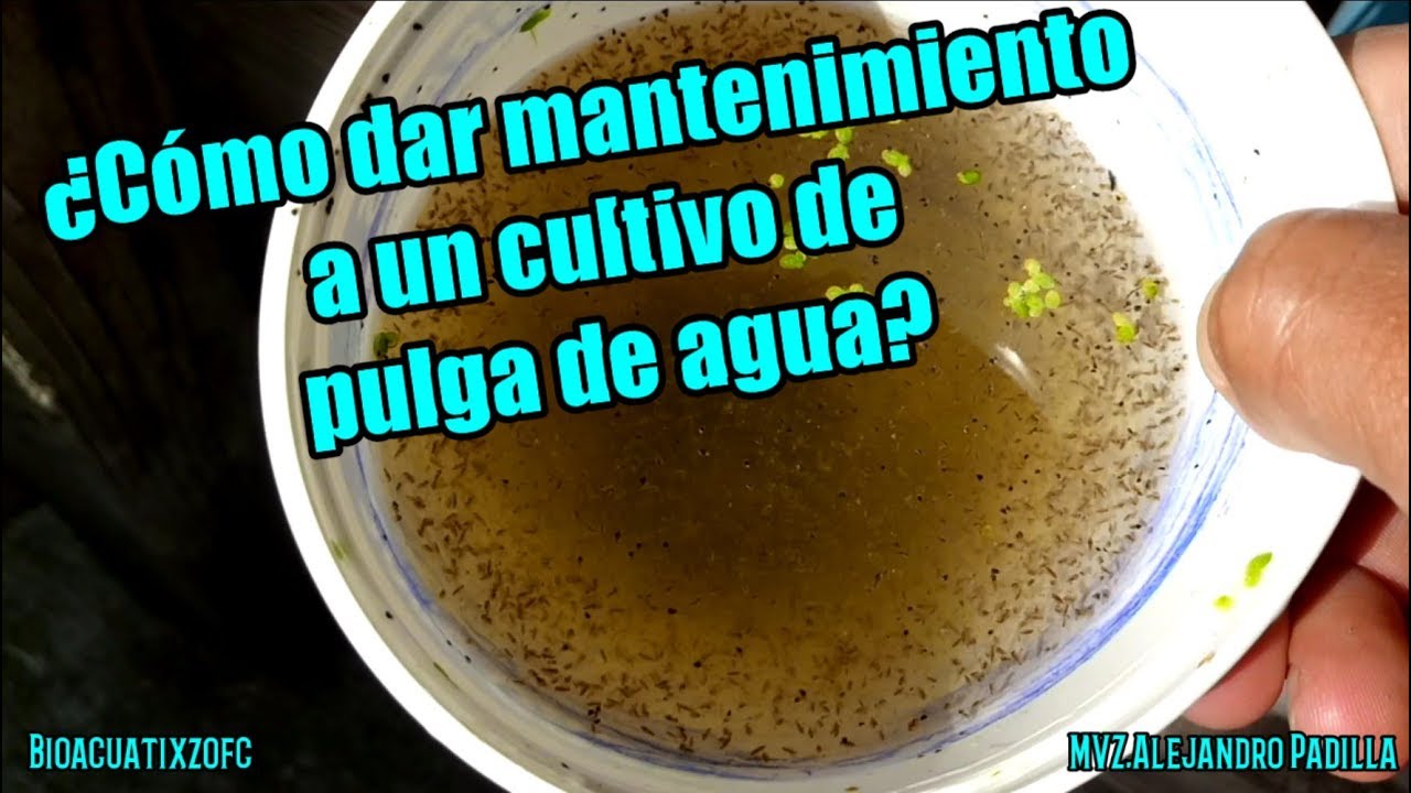 Como dar mantenimiento a un cultivo de pulga de agua