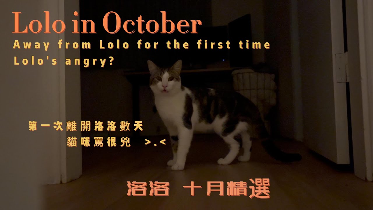 #洛洛來了|十月時光剪輯 調皮升級＋離家四天鬧翻天？！🐱✨Lolo in October| Cozy Cat Moments | POV Relaxation
