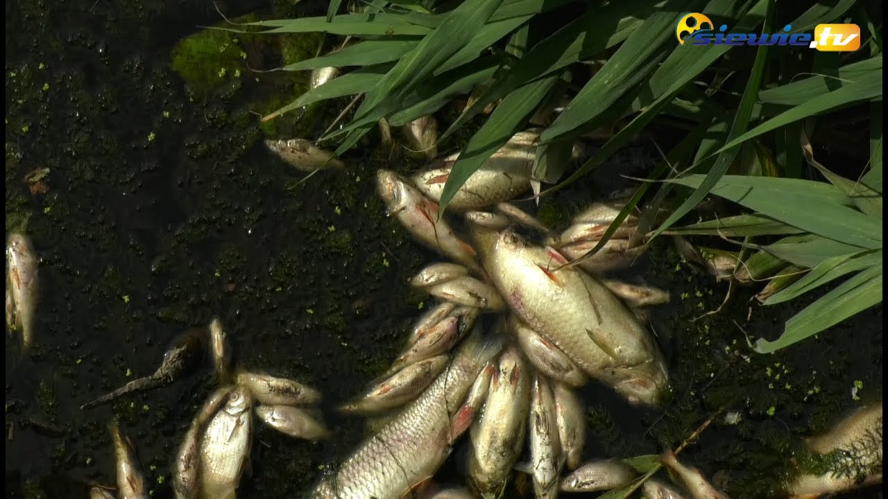 ŚNIĘTE RYBY W RZECE NER! SKĄD SIĘ WZIĘŁY I DLACZEGO? - siewie.tv