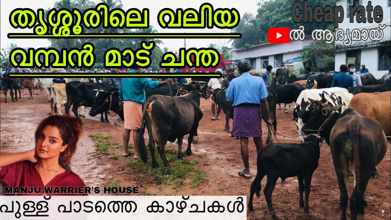 Cow market in Thrissur | Kerala | മഞ്ജുവാര്യരുടെ വീട് വഴി തൃശ്ശുരുലെ നമ്പർ 1 കാളചന്തയിലോട്ട്