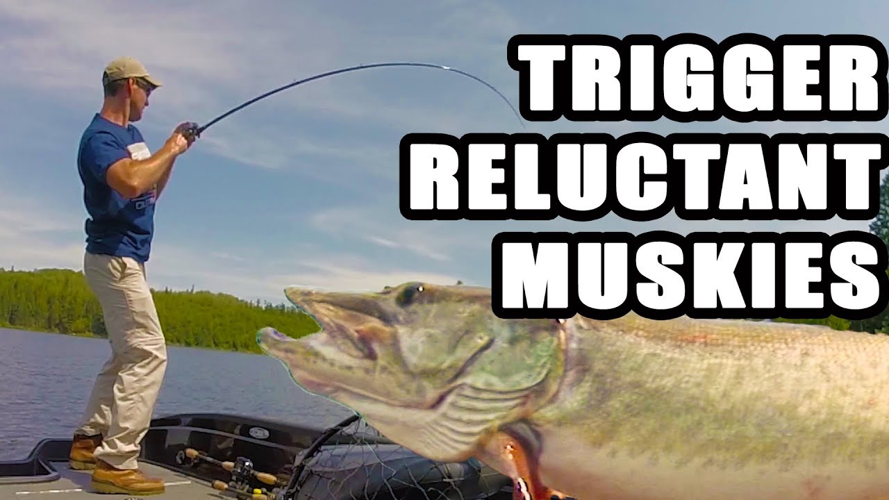 Musky!  A Trick That Triggers  Reluctant Followers