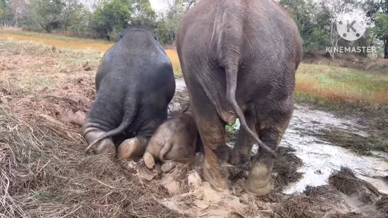 มันเกิดอะไรขึ้น  ￼ พี่ดาวกับน้องจันทร์เจ้า ￼ ไปเที่ยว…