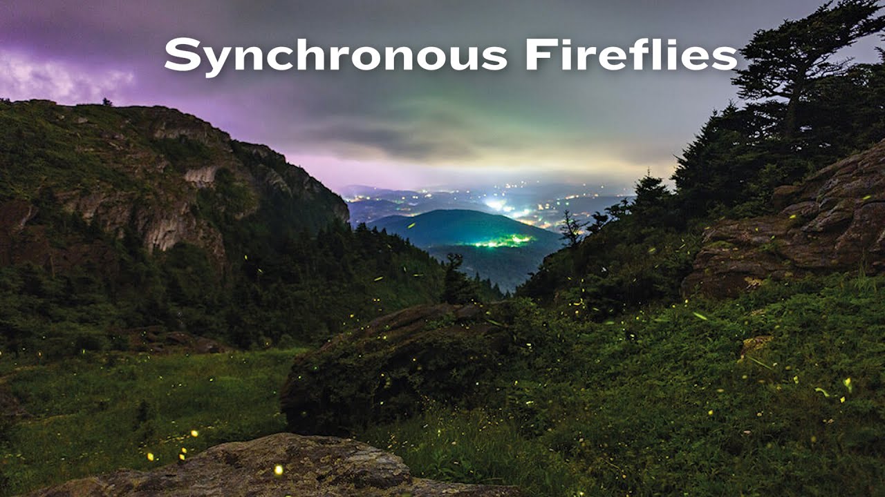 North Carolina's Synchronous and Blue Ghost Fireflies | North Carolina, Naturally