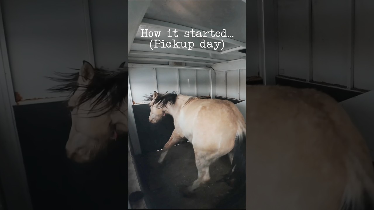 From Terrified To Trusting | A Wild Mustang Becomes A Friend ❤️ #horses #mustangs #wildhorses #horse