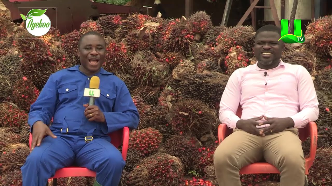 AYEKOO: OIL PALM VALUE CHAIN