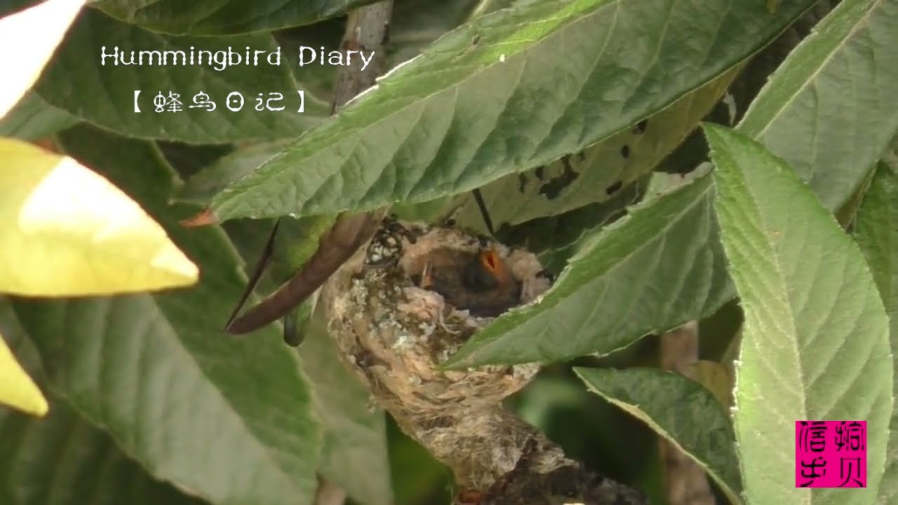 Hummingbird Diary Ep8: Eyes opened