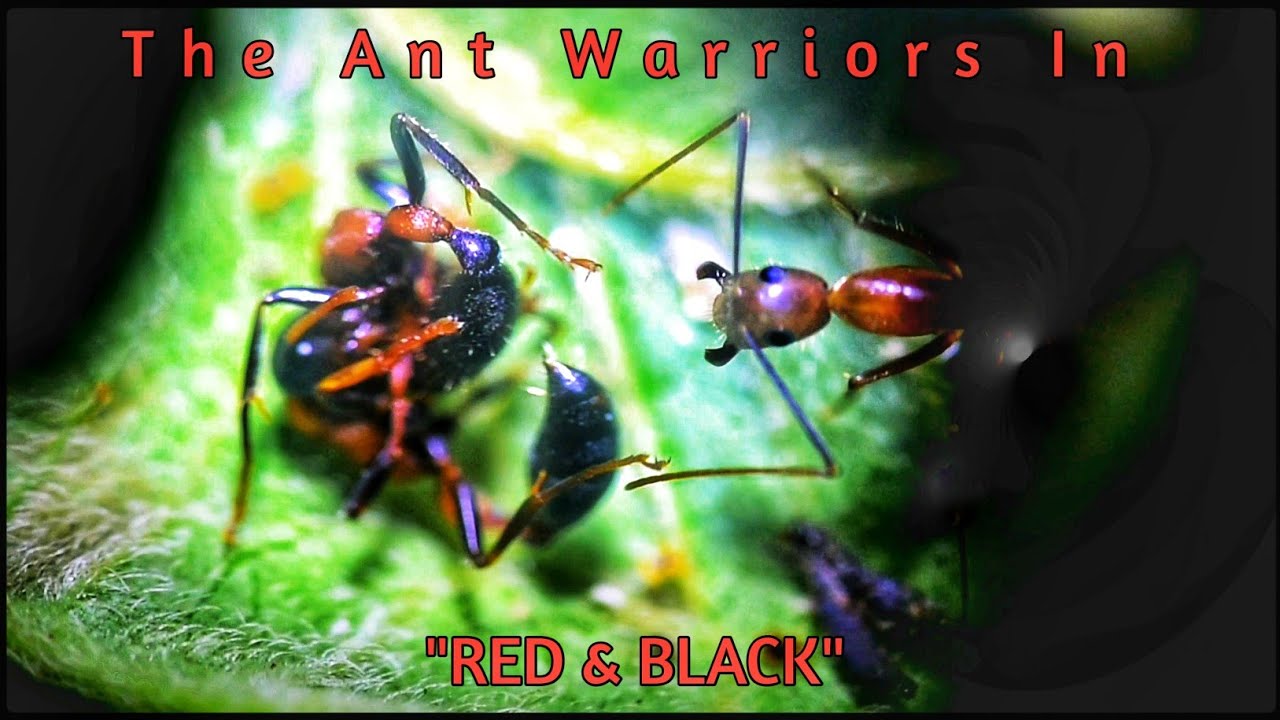 The ANT Warriors In RED And BLACK