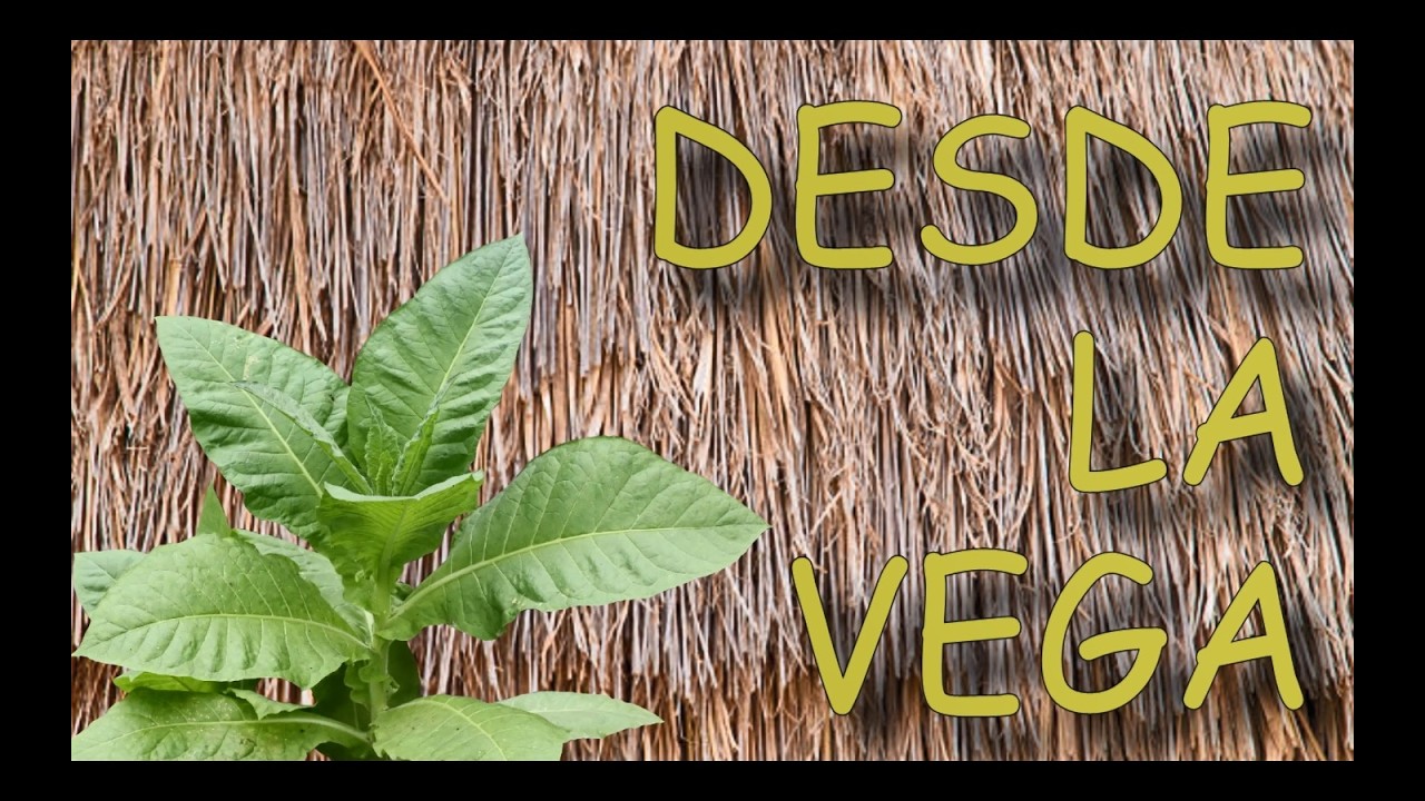 Desde la Vega: El Potrón
