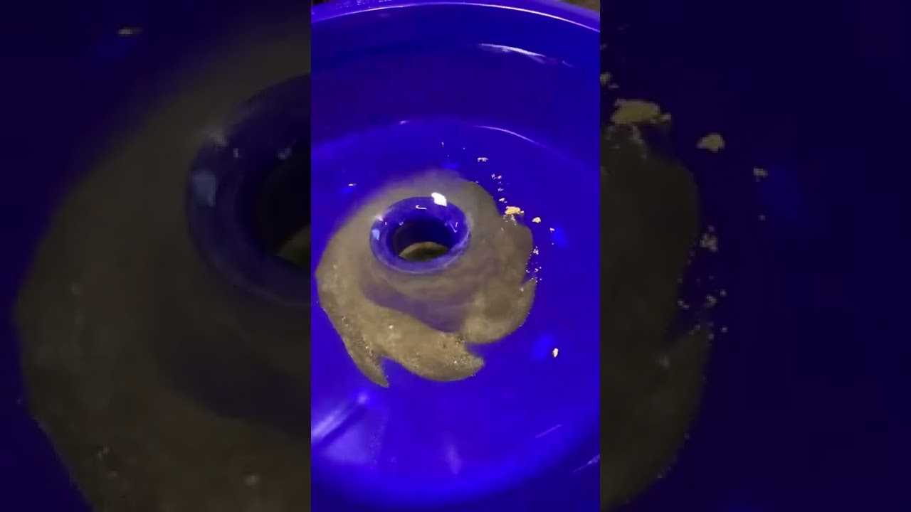 #blue bowl# gold mining# gold sluice#gold panning