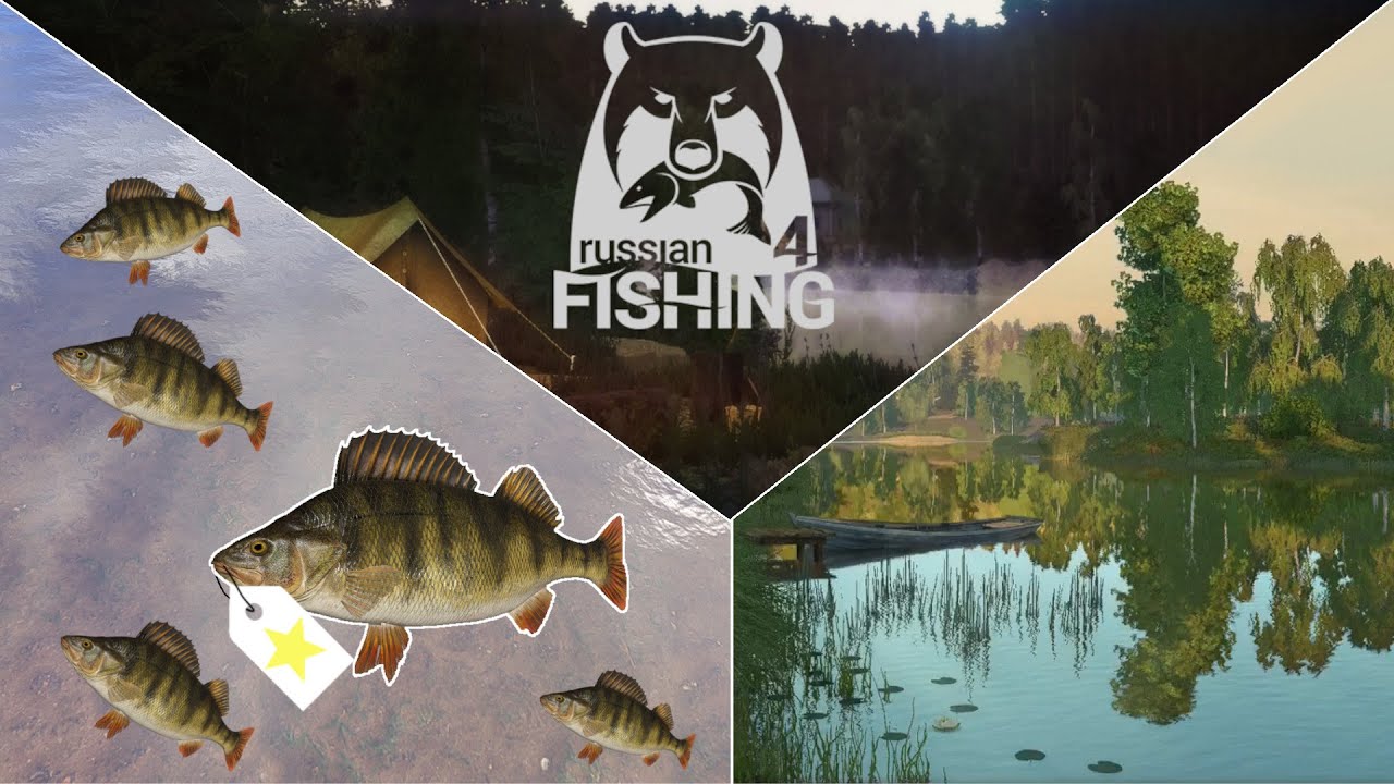 Trophyjagd Barsch- Ehrenfischer Moskitosee | Russian Fishing 4