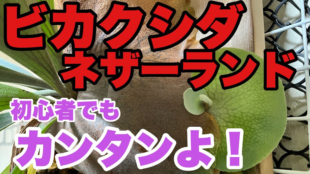 私のような初心者でもカンタン/ビカクシダネザーランド