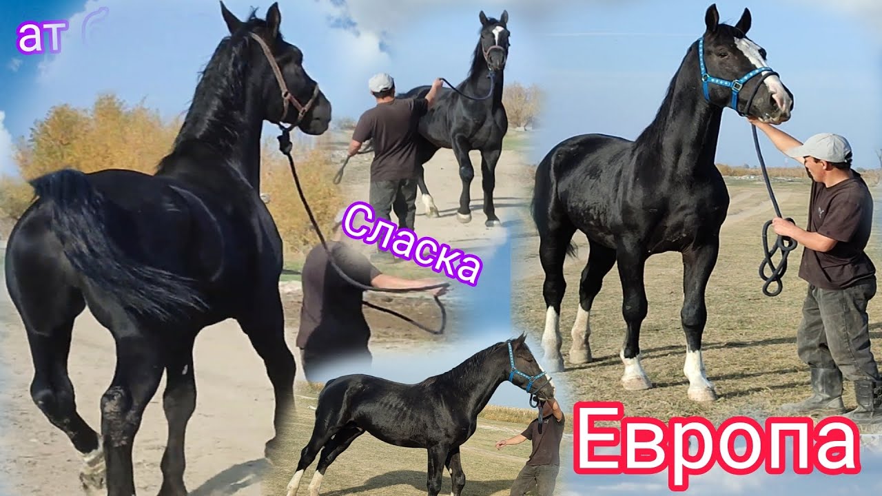 Европа Сласка ЖЫЛКЫЛАР ЛИНЯ Адидаска барат Бишкекетен чыкты