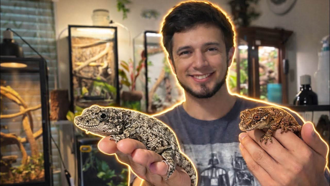 Mi Habitación de Reptiles