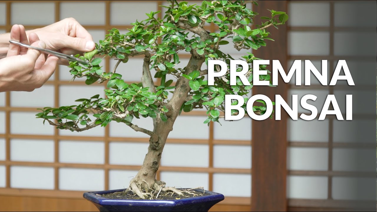 Premna Bonsai care