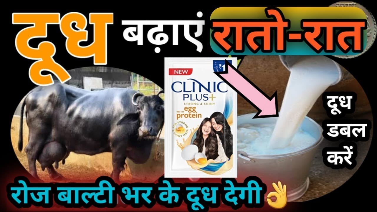 रातों-रात दूध डबल करें गाय भैंस का👉रोज बाल्टी भर के दूध देगी👍Dudh Double kare Cow Buffalo ka