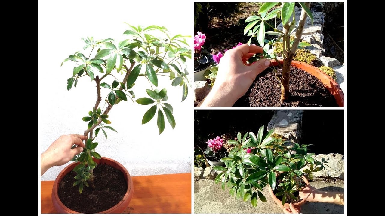 How to Grow and Care for Schefflera Plant