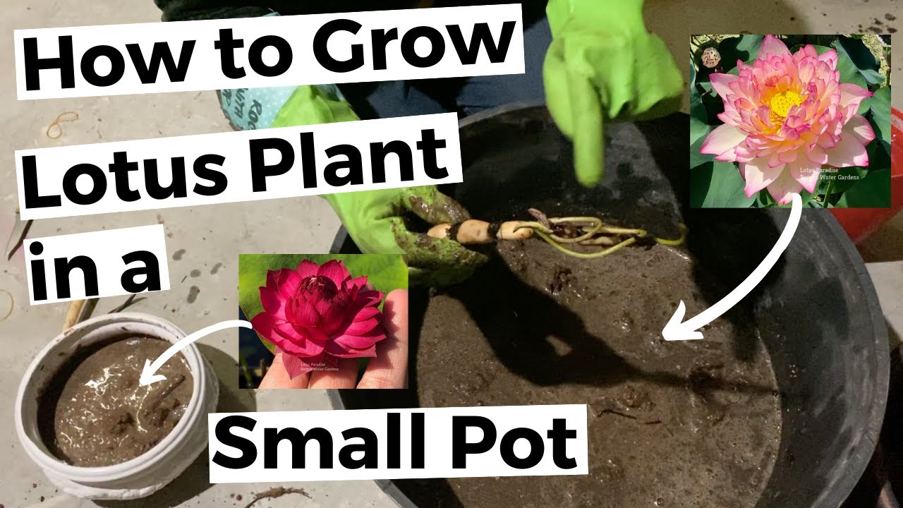 Unboxing and Planting Lotus Tubers from Bergen Water Gardens - How to Grow Lotus Plant in Small Pot