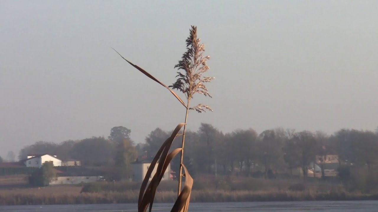 Garb&oacute;w -- Stawy Rybne, Ptaki i Ryby - Woj.Lubelskie, Polska