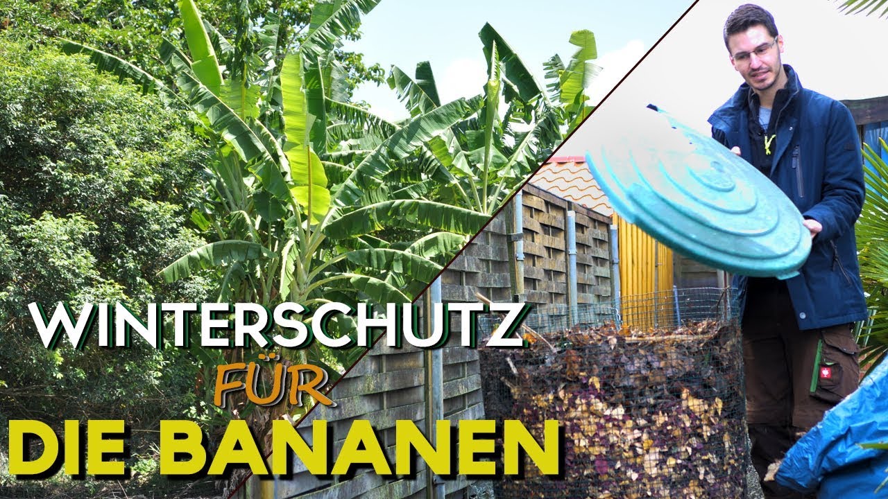 Bananen Winterschutz | 🍌 Musa basjoo im Winter schützen 🍌