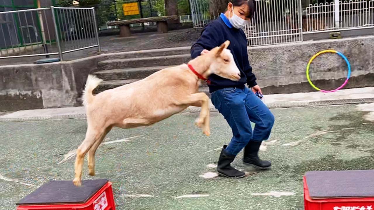 【ドキュメンタリー】こども動物園・子ヤギのショー舞台裏120日間【高島平分園】