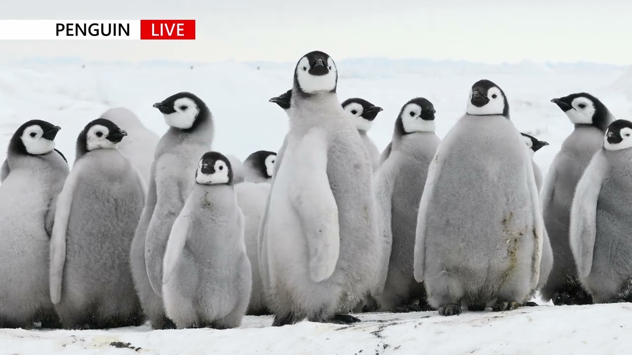 Emperor Penguin Chicks 황제펭귄