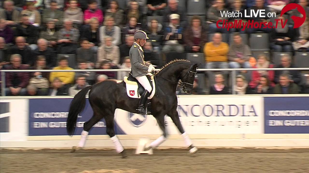 Hengstschau Landgest&uuml;t Celle | Impressionen | Verden | 2016