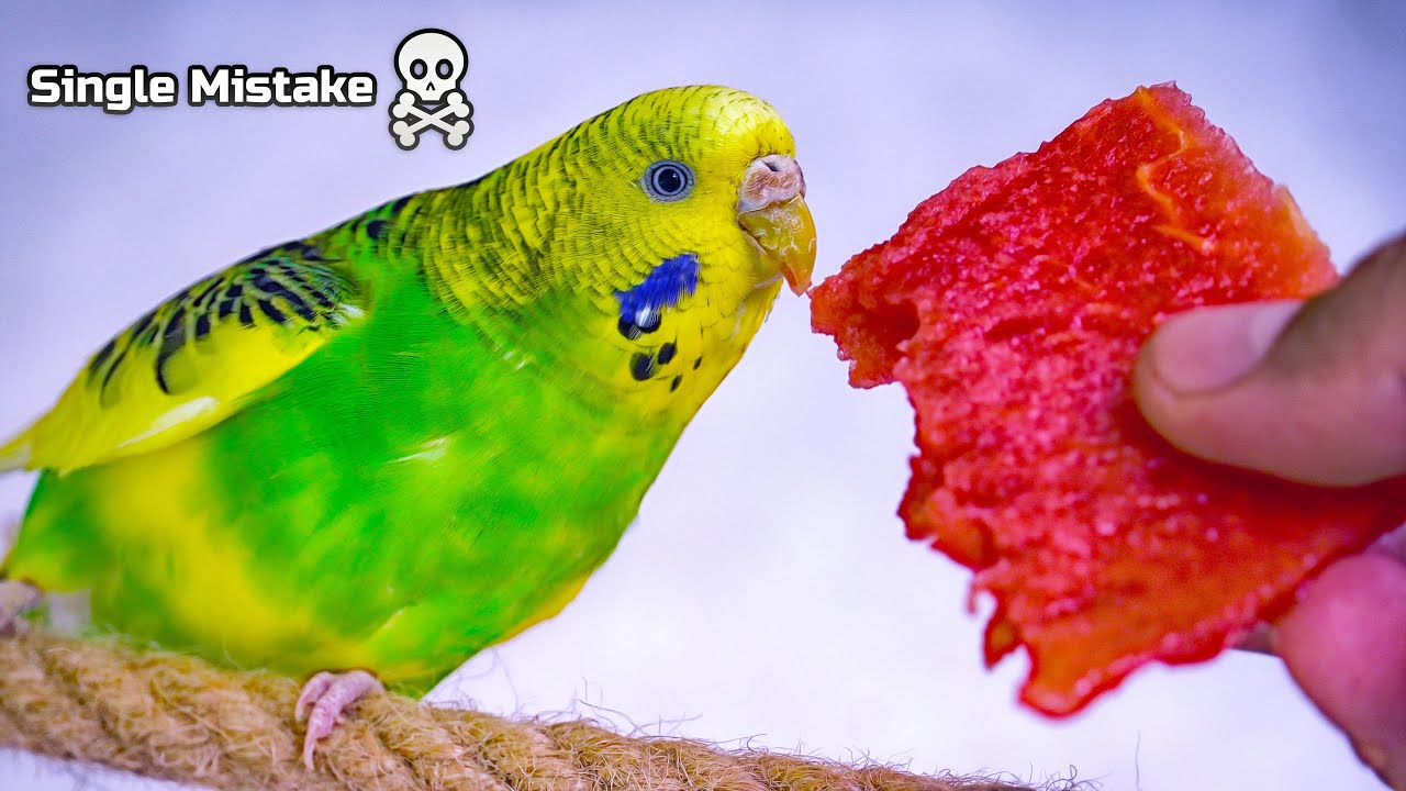 Food You Should Never Give to Budgie ☠️