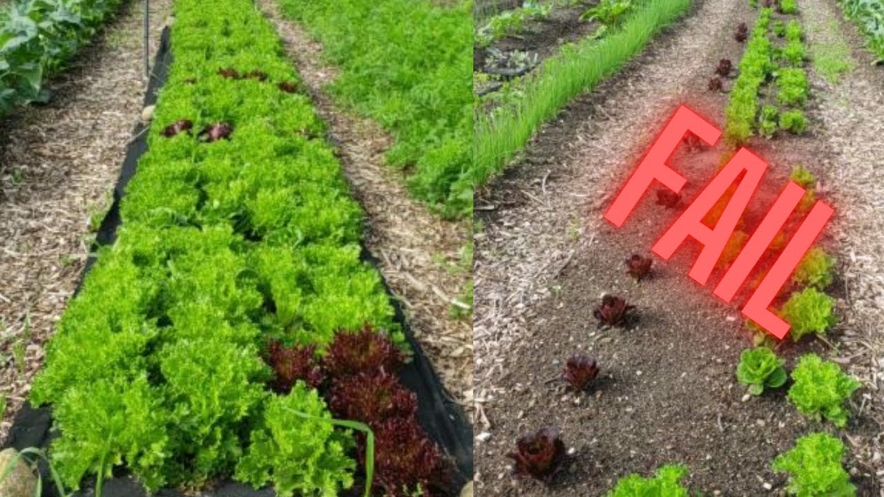 TRANSPLANTING vs DIRECT SEEDING Salanova Lettuce!! - Maximizing Space In The Market Garden