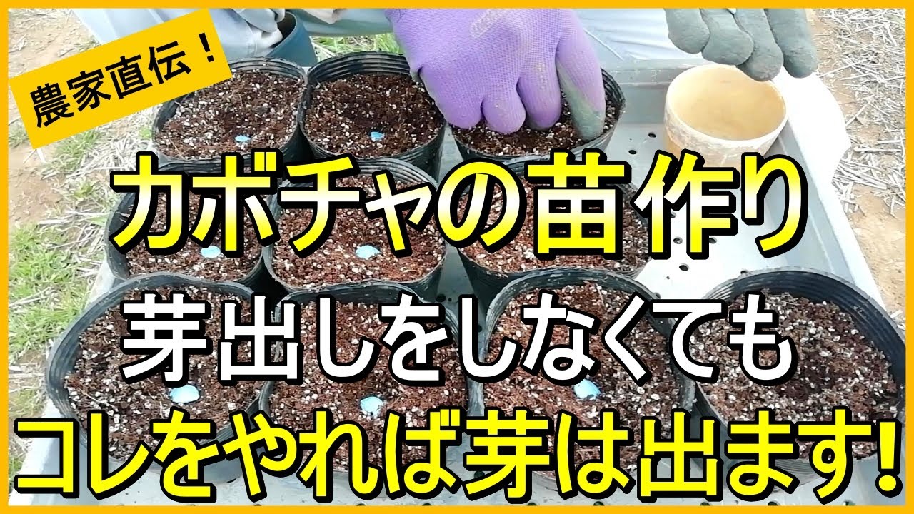 【カボチャ栽培】種まきで今後が決まる！ポット育苗のコツ【有機農家直伝！無農薬で育てる家庭菜園】　25/3/27