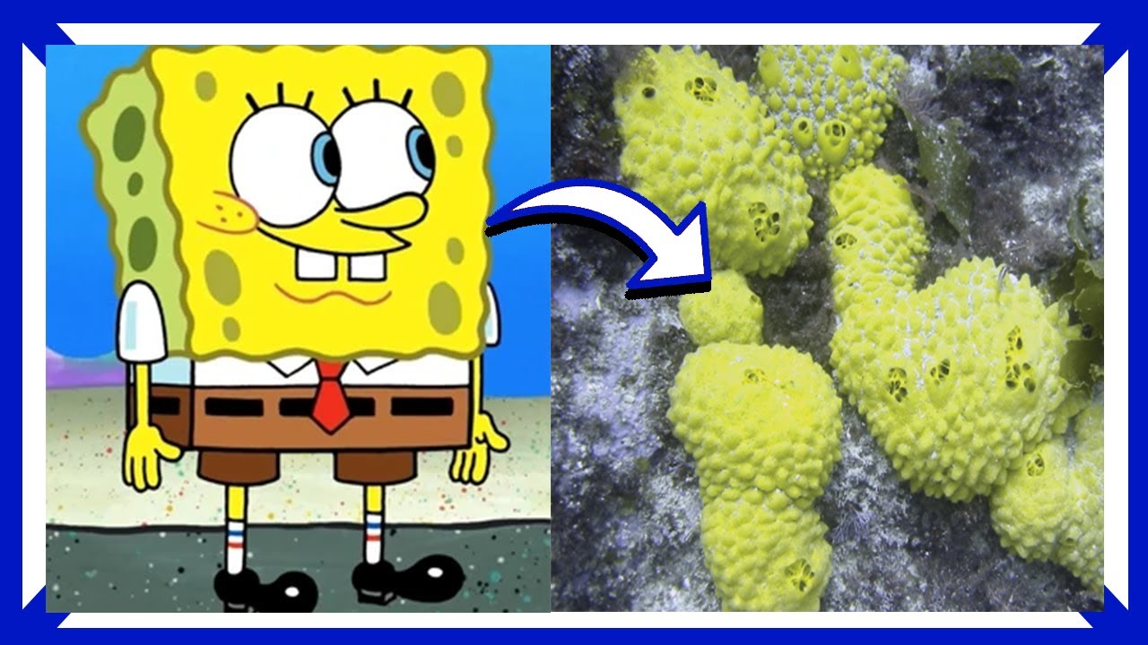 Welche Art von Schwamm ist Spongebob?
