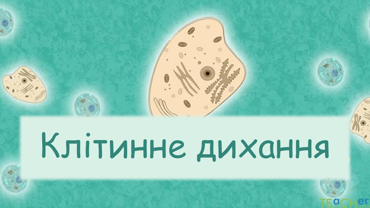 Клітинне дихання