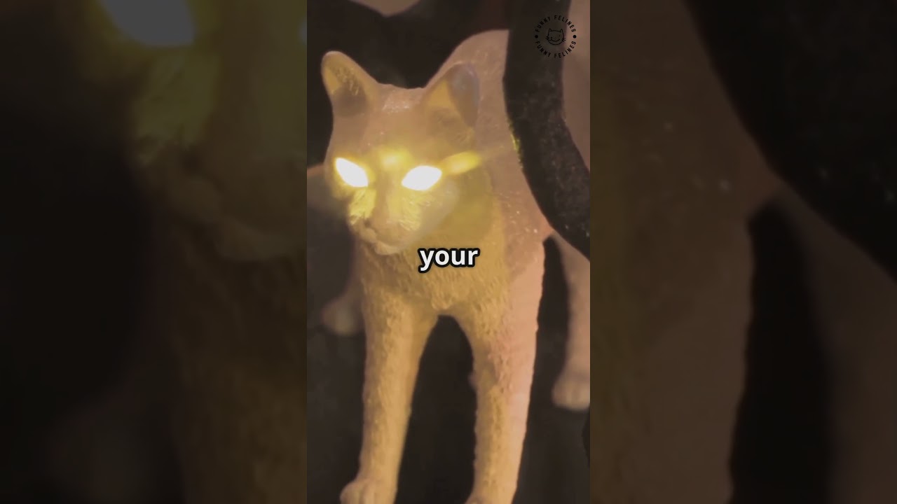 Cats vs UFO's -The Ultimate Showdown #shorts #funny #cutecat #funnycatvideos