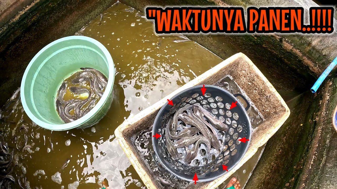 WAKTUNYA PANEN ‼️ LELE HASIL PEMANFAATAN IKAN HAMA (rangkuman live 14 Januari)
