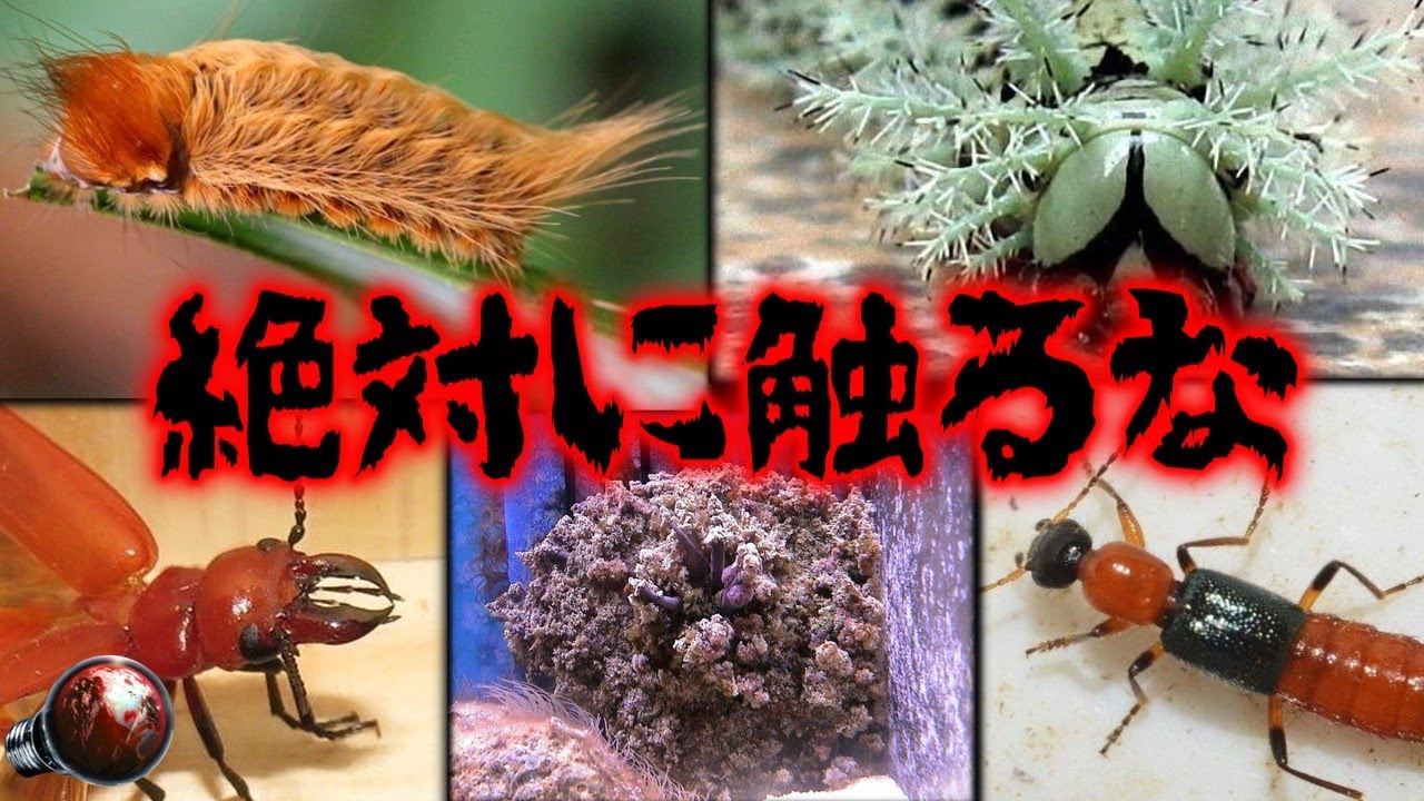 【閲覧注意】絶対に触れるな！身近にもいる、触るだけでも危険な生き物 5選【ゆっくり解説】