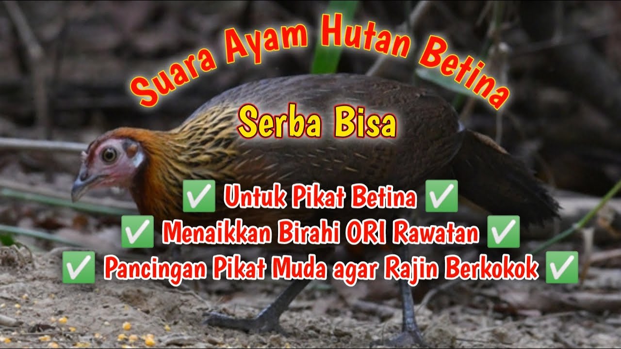 Suara Ayam Hutan Betina Serba Bisa