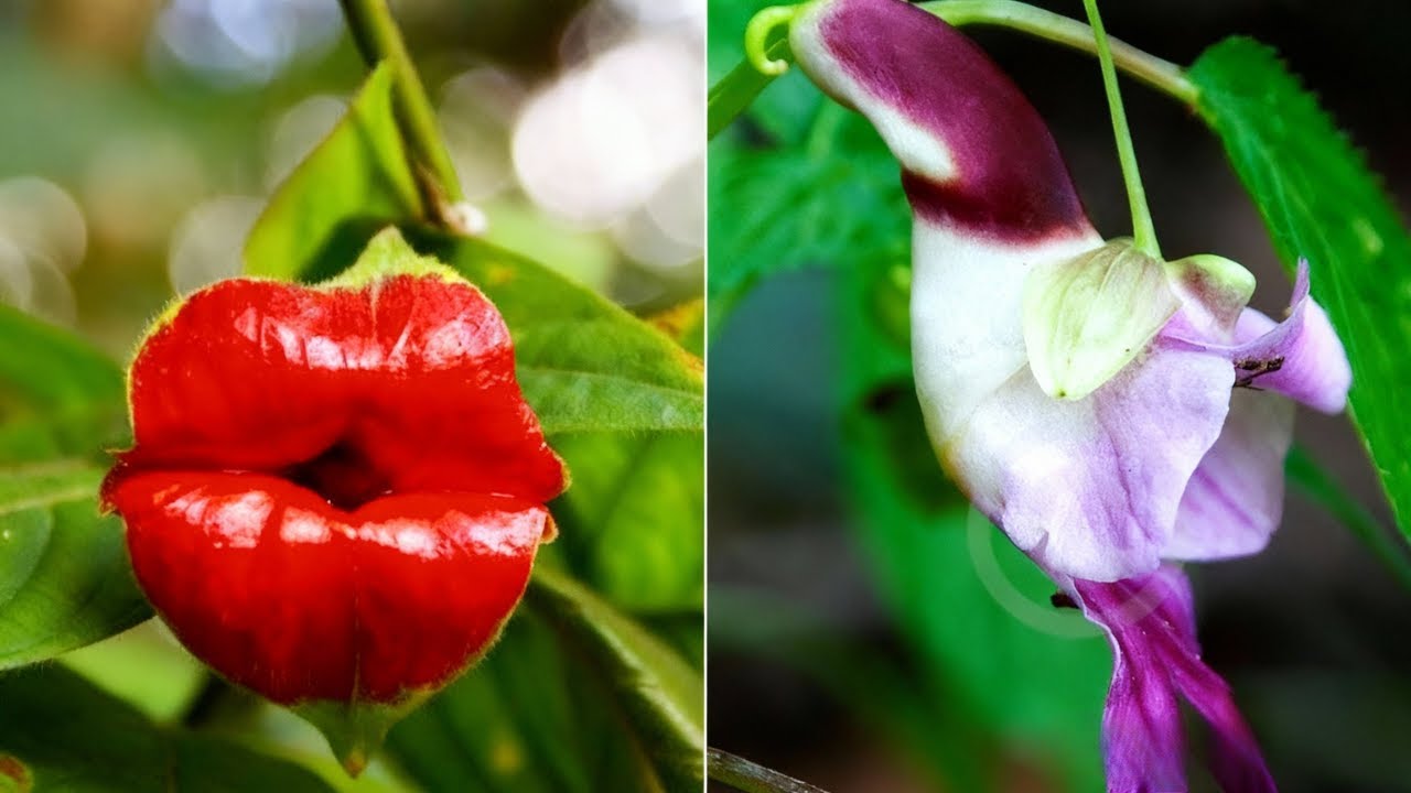 7 PLANTAS EXÓTICAS que você nem sabia que EXISTIAM!