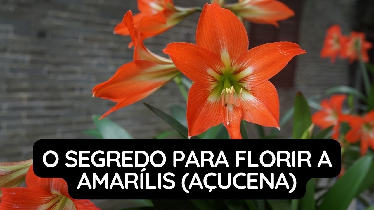 O Segredo Para Florir a Amarílis (Açucena)